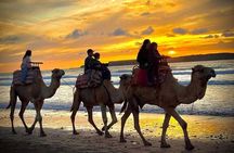Camel Ride with khalid in Essaouira