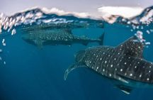 Whale Shark Snorkeling Tour in La Paz