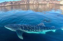 Whale Shark Snorkeling Tour in La Paz