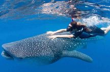 Whale Shark Snorkeling Tour in La Paz