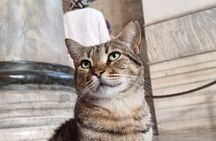 Istanbul: Private Guided Tour by Walking