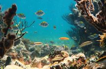 Ultimate 5x1 Combo with ATV, Ziplines, Cenote & Reef Snorkeling