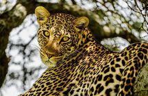 4 Days Best of Tanzania Safari Tour - Big five Experience