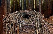 Yarra Valley Small Group | Redwoods, Wildlife, Winery & Chocolate