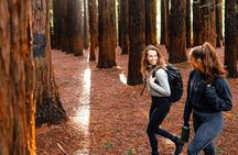 Yarra Valley Small Group | Redwoods, Wildlife & Chocolate