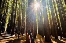 Yarra Valley Small Group | Redwoods, Wildlife, Winery & Chocolate