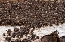 7 Days Mid-Range Serengeti Wildebeest Migration Safari