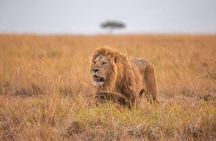 7 Days Mid-Range Serengeti Wildebeest Migration Safari