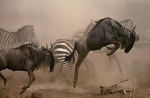 7 Days Mid-Range Serengeti Wildebeest Migration Safari