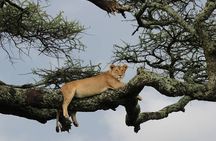 7 Days Mid-Range Serengeti Wildebeest Migration Safari