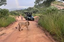 Private Full Day Big 5 Safari in Kruger NP from Hoedspruit