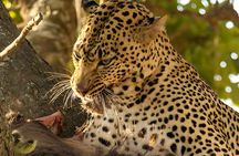 4-Day Ultimate Big Five Safari: Tarangire, Serengeti & Ngorongoro