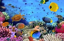 Havelock Coral Experience: Semi-Submarine and Radhanagar Beach