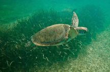 Private Tour : Swim with Sea Turtles in Akumal + Two Cenotes