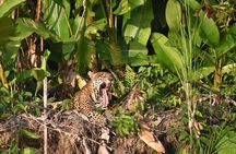 Manu National Park 6 days Amazonian Flora and Fauna