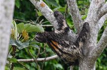 Manu National Park 6 days Amazonian Flora and Fauna