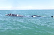 Grey whale watching in Puerto Chale, Mexico