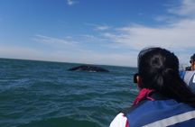Grey whale watching in Puerto Chale, Mexico