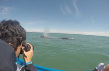 Grey whale watching in Puerto Chale, Mexico