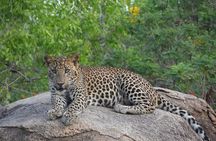 Yala National Park Full Day Safari with Jeep and Guide