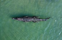 Private Luxury Cape Tribulation Adventure and Crocodile Cruise