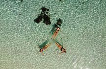 Labuan Bajo 3 Days 2 Nights Sailing Trip in Deluxe Pinisi Boat