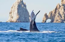 Collective Tour of the Arc de Los Cabos and Whale Watching