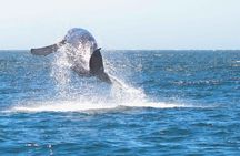 Collective Tour of the Arc de Los Cabos and Whale Watching