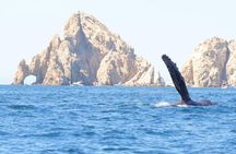 Collective Tour of the Arc de Los Cabos and Whale Watching