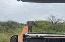 Dinokeng Game Reserve Tour from Sandton