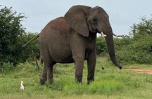 Dinokeng Game Reserve Tour from Sandton
