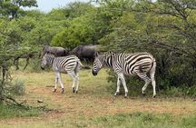 Dinokeng Game Reserve Tour from Sandton