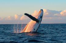 Waikoloa Deluxe Whale Watch