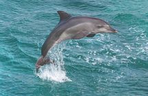 West Oahu Dolphin Watch and Snorkel Sail with Lunch