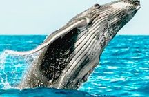 Best Oahu Circle Island Tour with Snorkeling + Free Wi-Fi &Perks 