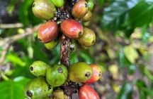 Private Bali Customizable Guided Tour