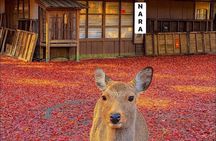 VIP Osaka and Nara Attractive Customized Pvt. One Day Tour