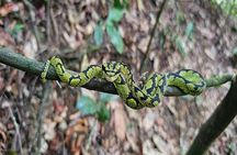 Sinharaja Rainforest Nature Tour with Experienced Local Guide