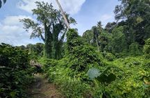 Jungle and Heritage Walk in Singapore