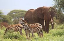 2 Nights 3 Days Amboseli Safari Experience
