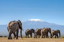 2 Nights 3 Days Amboseli Safari Experience