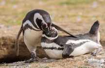 Magdalena and Marta Islands Experience Southern Chile Penguins