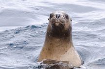 Magdalena and Marta Islands Experience Southern Chile Penguins