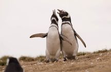 Magdalena and Marta Islands Experience Southern Chile Penguins