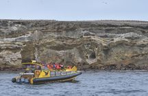 Magdalena and Marta Islands Experience Southern Chile Penguins