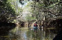 Dolphin Sanctuary Kayak Tours Twilight Mangrove Kayak