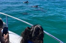 Dolphin Sightseeing and Shell Island Snorkel Tour