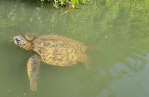 Guided Paddleboard and Kayak Tour on the Anahulu River