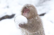 VIP Snow Monkeys Park Customized Private One Day Tour 