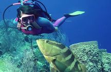 2 dives at coral reefs, Half day for certified divers